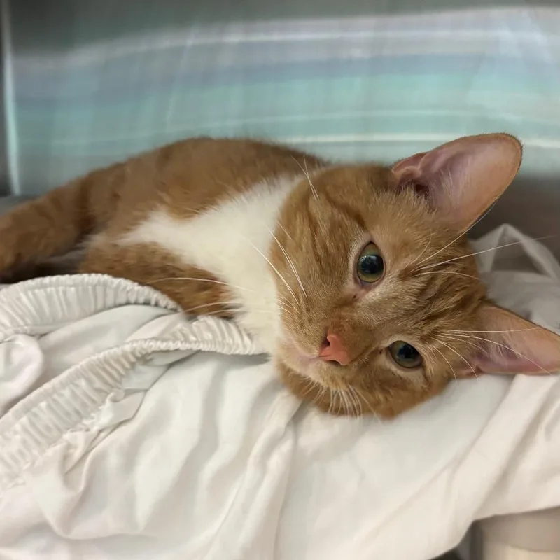 An adult small-sized male Orange / Red Domestic Short Hair cat named Mojave for adoption in Philadelphia, PA