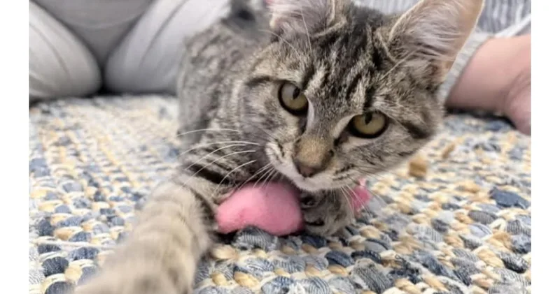 A baby small-sized female American Shorthair cat named Eleanor for adoption in Heyburn, ID