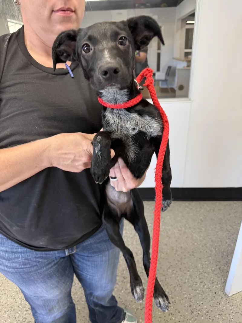 A baby medium-sized female Australian Cattle Dog / Blue Heeler named Sparkle for adoption in Blue Springs, MO