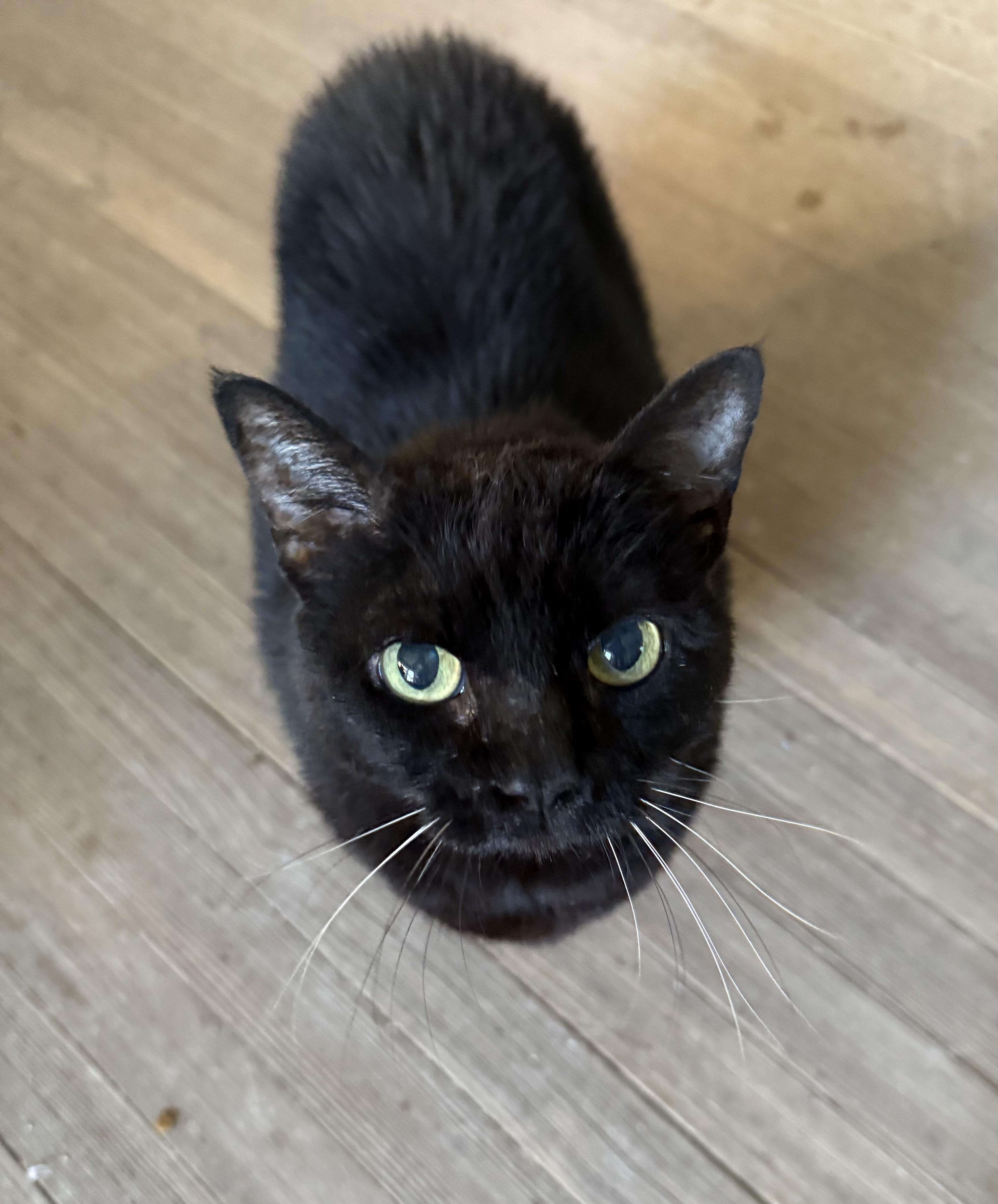 Samantha thumbnail 4