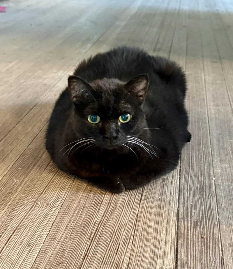 Samantha thumbnail 5