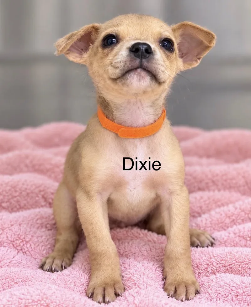 A baby medium-sized female Yellow / Tan / Blond / Fawn Retriever dog named Dixie for adoption in Pawleys Island, SC