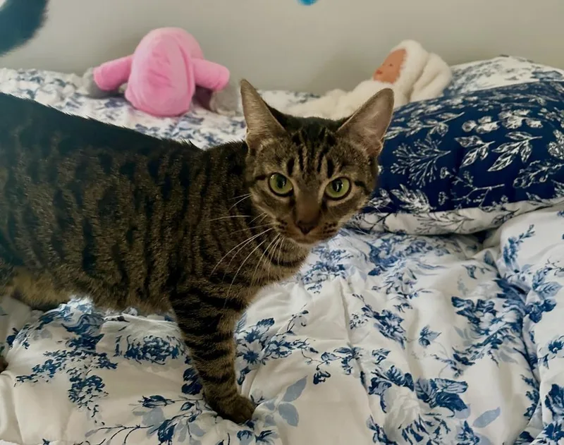 A young medium-sized female Brown / Chocolate Domestic Short Hair cat named Leica for adoption in Wilmington, NC