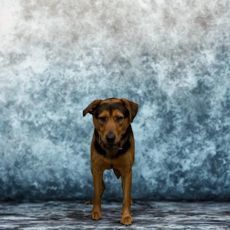 A young medium-sized male Brown / Chocolate Mixed Breed dog named Diesel for adoption in Beckley, WV