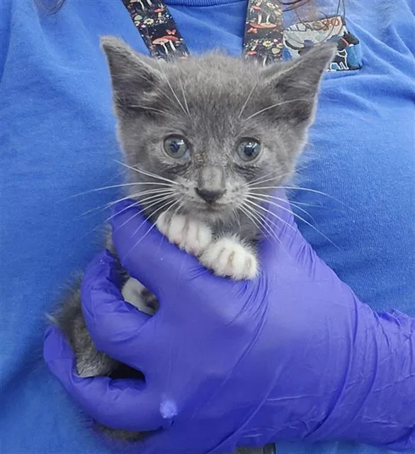 A baby medium-sized male Domestic Short Hair cat named Pebble for adoption in Dallas, TX