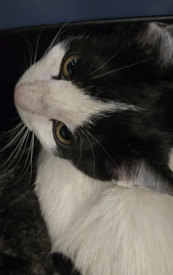 A baby small-sized female Domestic Short Hair cat named Johnny for adoption in El Cajon, CA