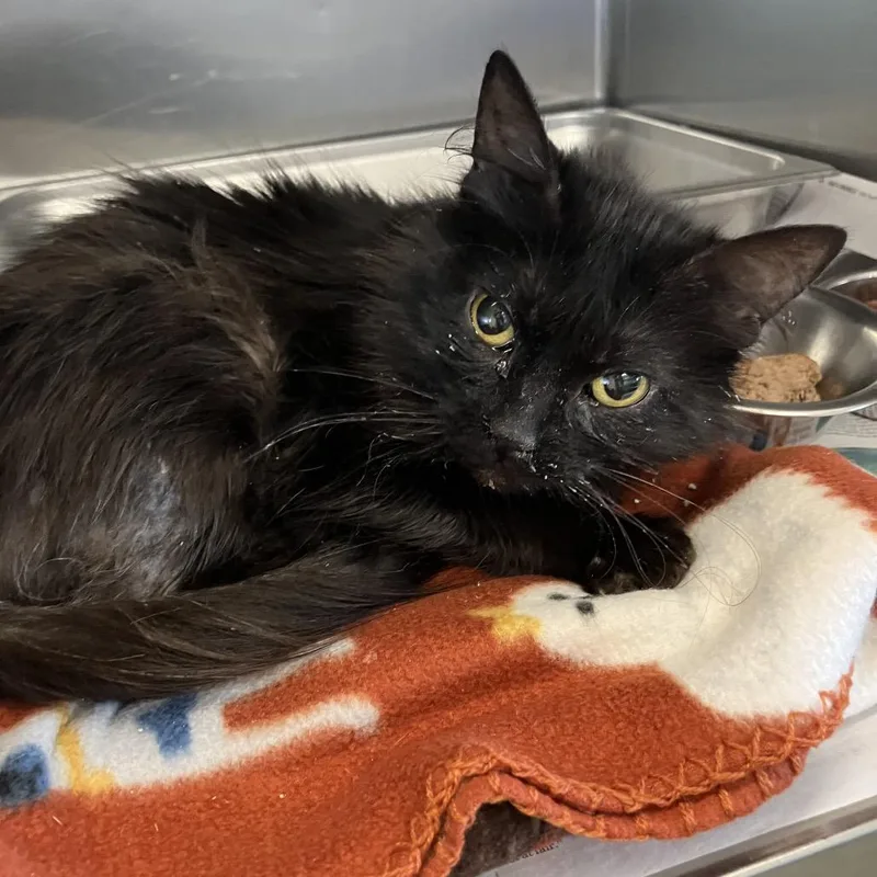 An adult medium-sized female Black Domestic Long Hair cat named Goose for adoption in DeKalb, IL