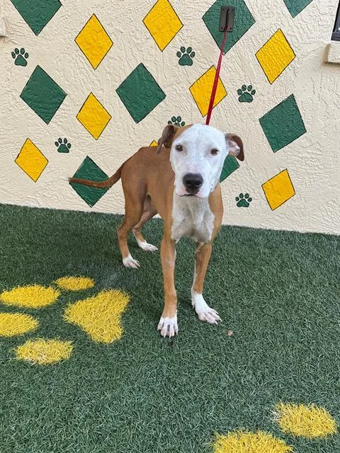 A young medium-sized male Hound dog named Jeep for adoption in Winter Haven, FL