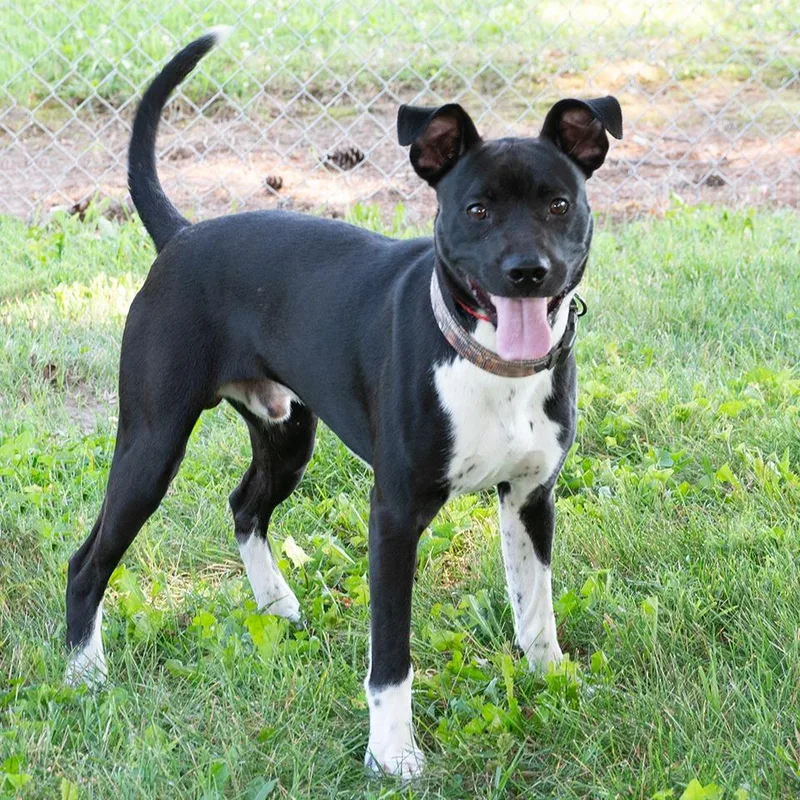 A young medium-sized male Pit Bull Terrier dog named Zephyr for adoption in Troy, OH