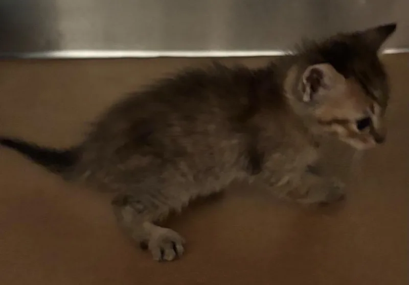 A baby small-sized male Domestic Short Hair cat named Lanie for adoption in Cartersville , GA