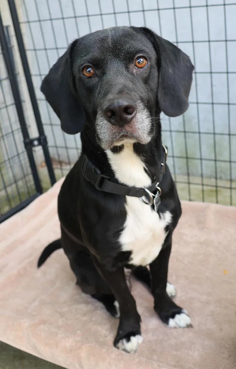 A young medium-sized male Labrador Retriever dog named Denver for adoption in Harrison, NY