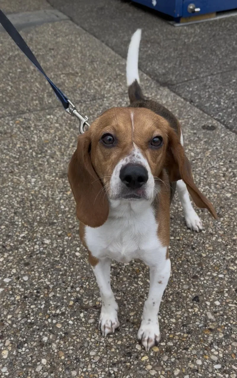 An adult small-sized female Tricolor (Brown, Black, & White) Beagle dog named Honey for adoption in Wantagh, NY