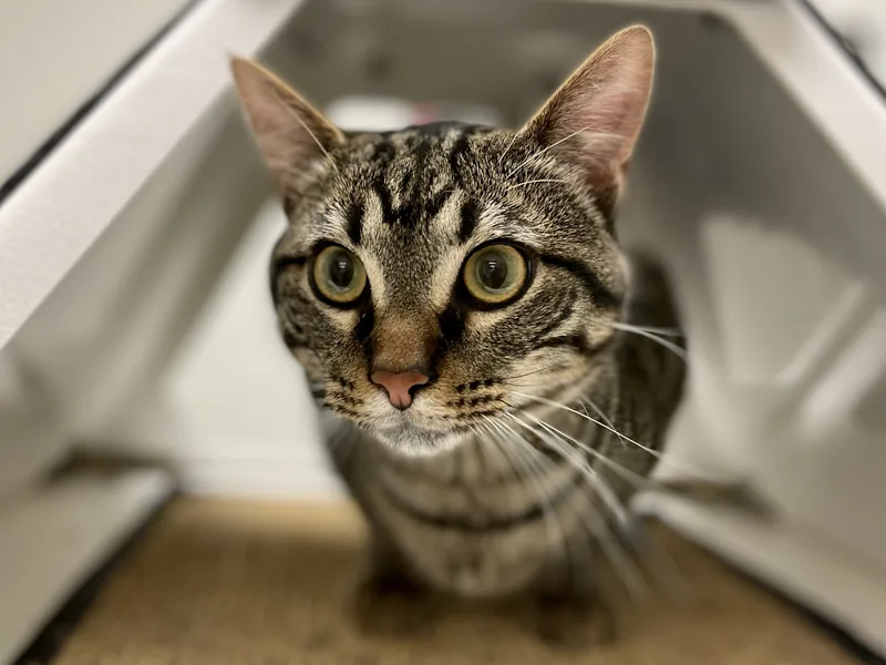 An adult medium-sized male Domestic Short Hair cat named Davey A for adoption in Plano, TX