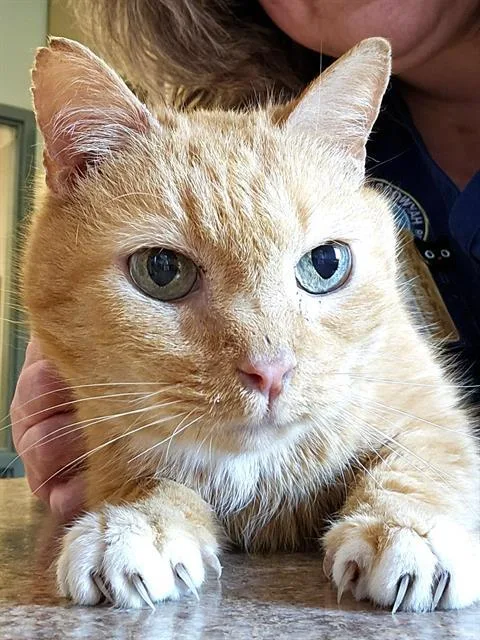 An adult medium-sized male Orange / Red Domestic Short Hair cat named Bunting for adoption in Clyde, NC