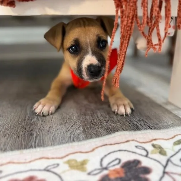 A baby medium-sized male Yellow / Tan / Blond / Fawn Pit Bull Terrier dog named Jerry Joy for adoption in Friendswood, TX
