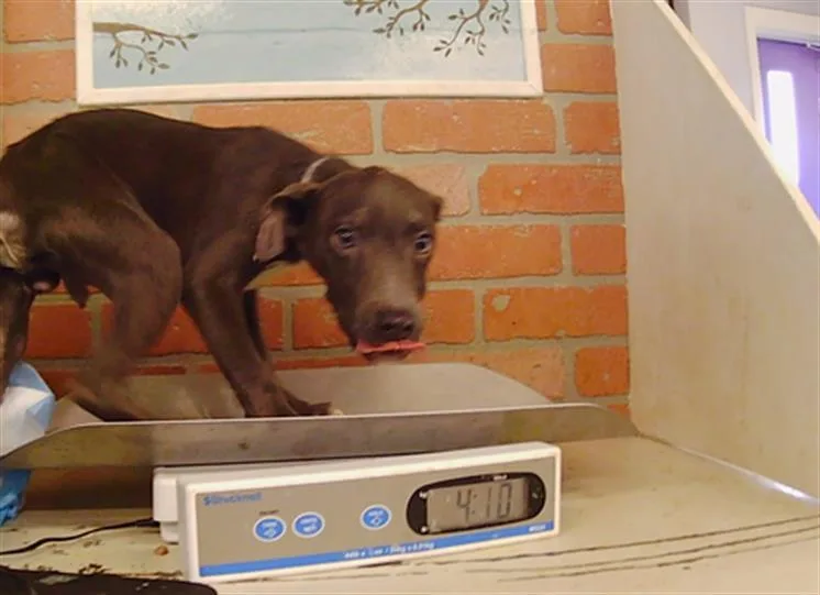 A baby small-sized male Staffordshire Bull Terrier dog named Mase for adoption in Houston, TX