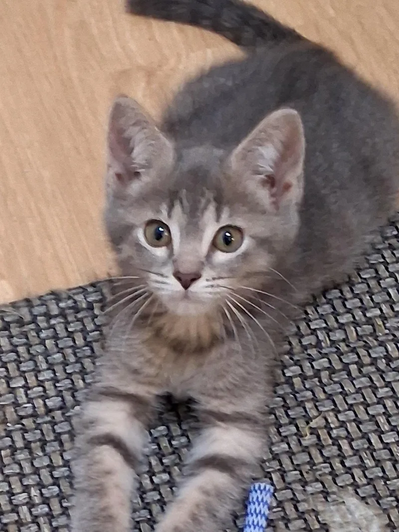 A baby medium-sized male Gray & White Domestic Short Hair cat named Brooks for adoption in Oviedo, FL
