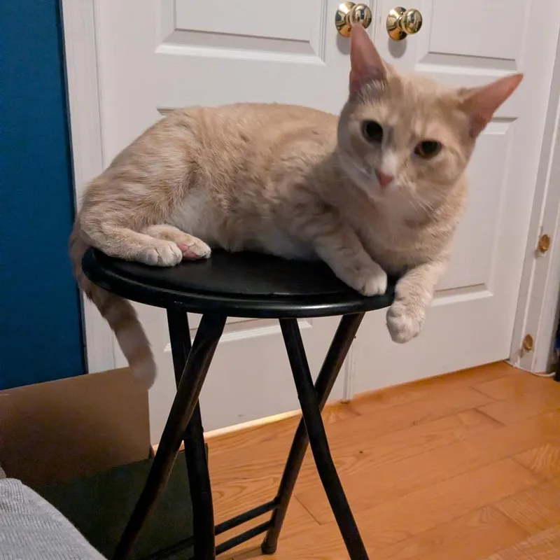 An adult small-sized female Orange / Red Domestic Short Hair cat named Amberbroccoli for adoption in Frederick, MD