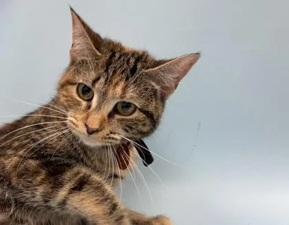 An adult small-sized female Domestic Short Hair cat named Ruby for adoption in Woodbury, MN
