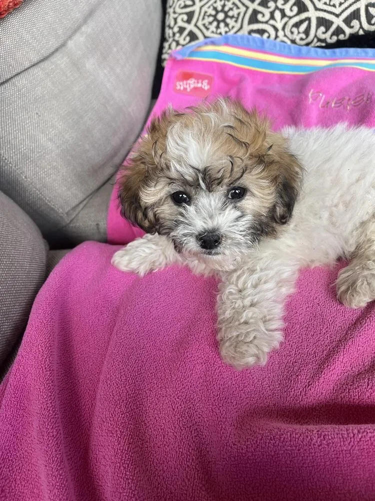 A baby small-sized male Shih Tzu dog named Charlie for adoption in Aurora, CO