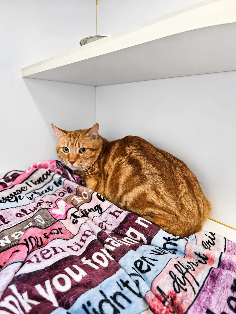 Tora