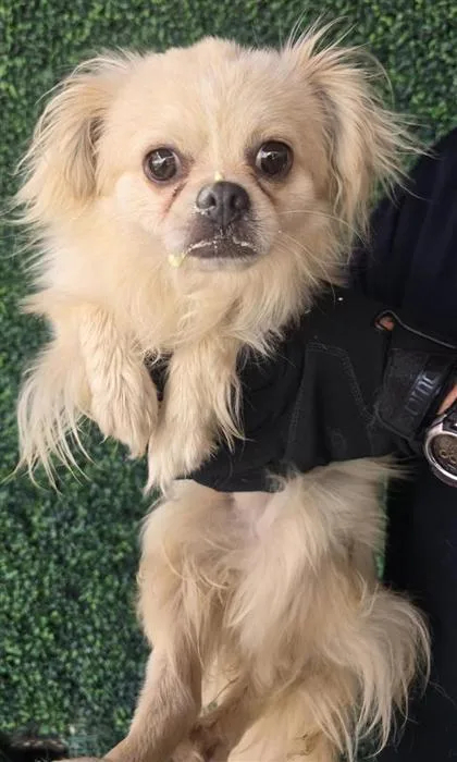 An adult small-sized male White / Cream Chihuahua dog named 61394540 for adoption in El Paso, TX
