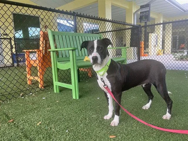 An adult large-sized female Labrador Retriever dog named Eloise for adoption in Tavares, FL