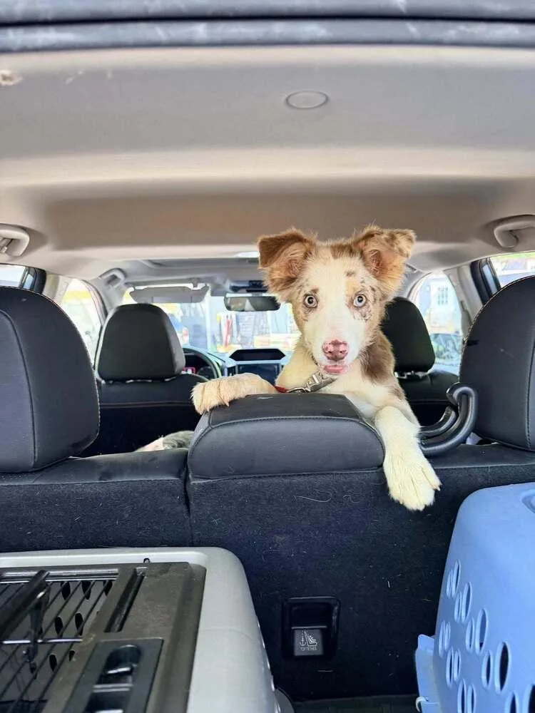 A baby small-sized male Australian Shepherd dog named Happy for adoption in Troy, VA
