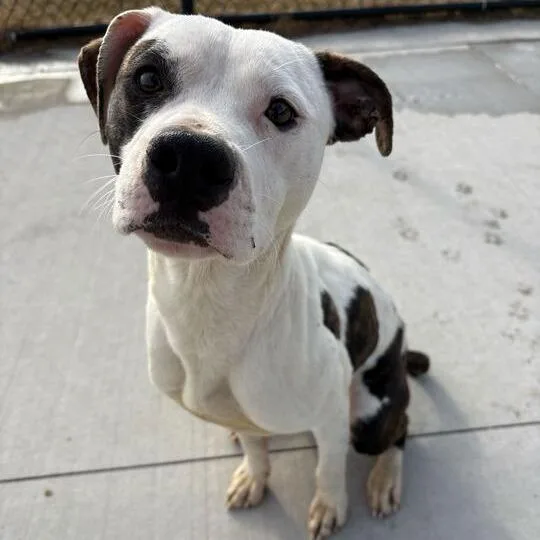 An adult medium-sized male White / Cream Pit Bull Terrier dog named Wagstaff for adoption in Matteson, IL