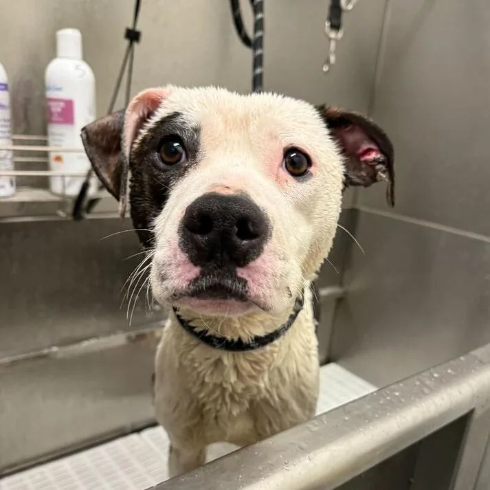 Wagstaff thumbnail 3