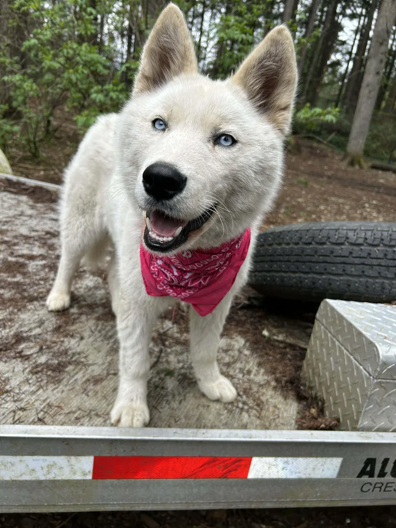 A young medium-sized female White / Cream Samoyed dog named Sasha for adoption in AUBURN, WA