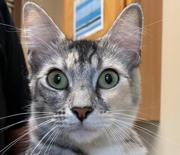 An adult medium-sized female Domestic Short Hair cat named Lala for adoption in San Diego, CA