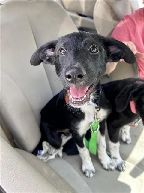 A baby medium-sized male Labrador Retriever dog named Terantino for adoption in San Antonio, TX