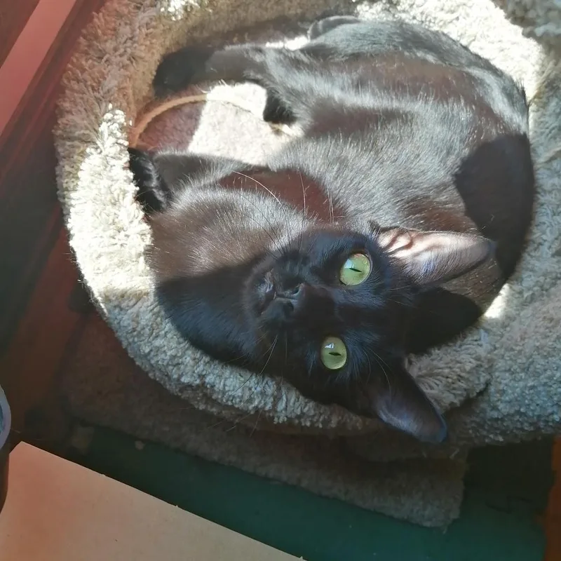 Spook  Bonded with