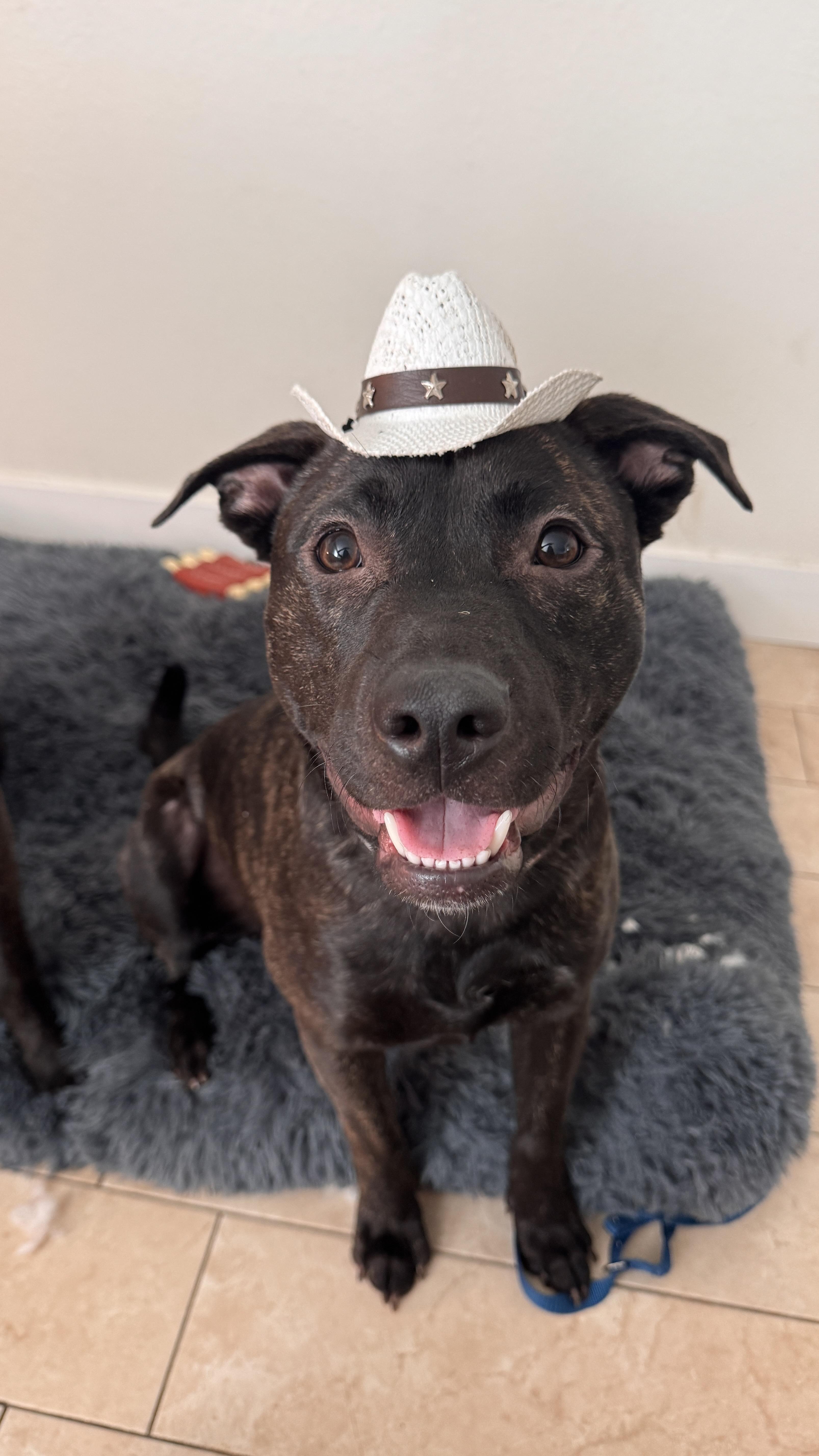 A young medium-sized male Black American Staffordshire Terrier dog named Finn for adoption in Cool, CA