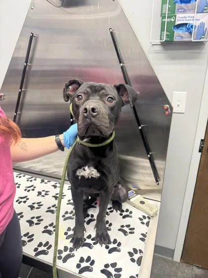 An adult medium-sized male American Staffordshire Terrier dog named B Onyx for adoption in North Charleston, SC