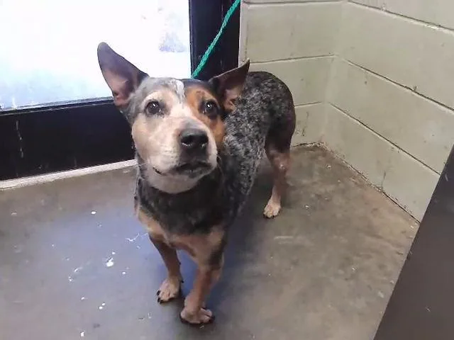 An adult large-sized female Australian Cattle Dog / Blue Heeler dog named Mabel for adoption in Tulsa, OK