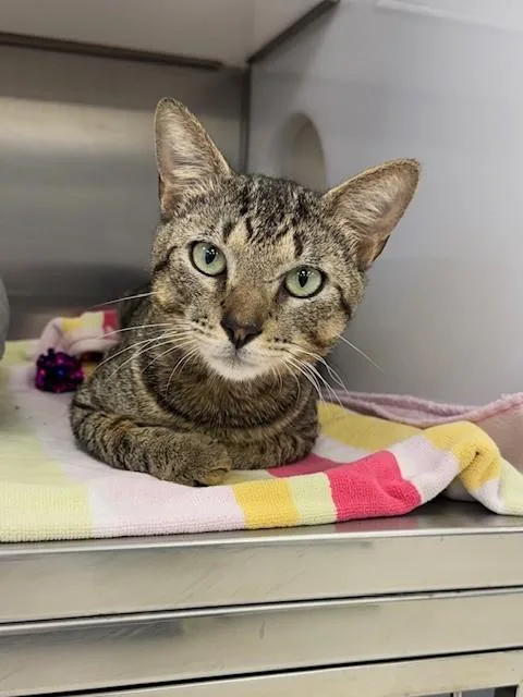 A young medium-sized male Domestic Short Hair cat named Arthur for adoption in Naples, FL
