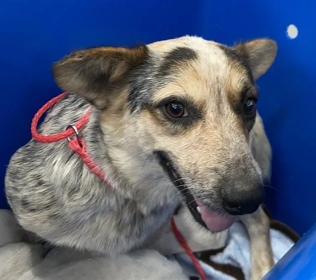 An adult medium-sized female Mixed Breed dog named Anya for adoption in Dallas, TX