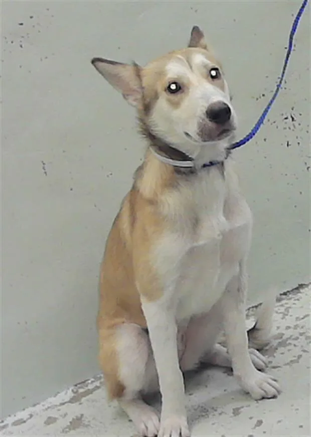A young medium-sized female Husky dog named Girl for adoption in Houston, TX