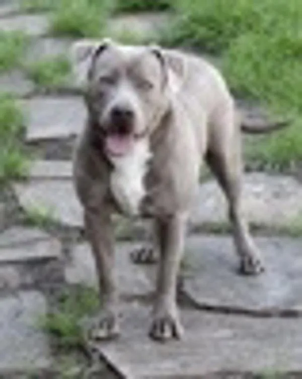 An adult large-sized female Pit Bull Terrier dog named Candy At Petsmart Seabrrok for adoption in Stratham, NH