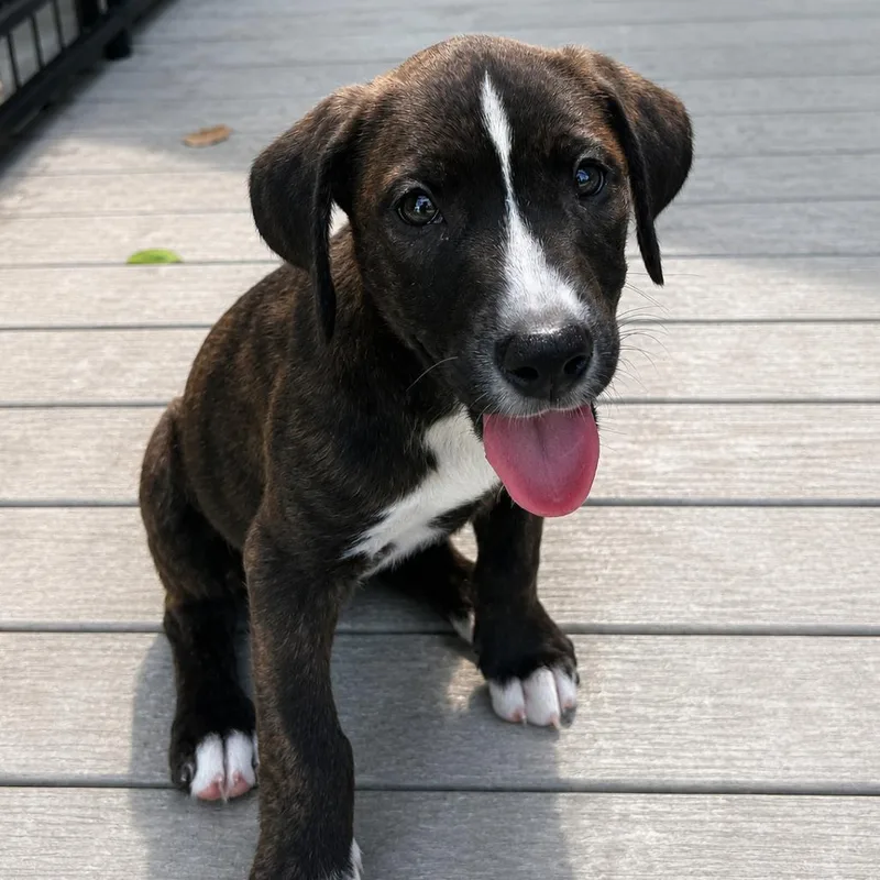 A baby medium-sized male Brindle Mixed Breed dog named Buppy for adoption in Bradenton, FL