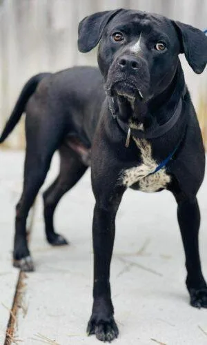 An adult large-sized male Black Pit Bull Terrier dog named Ac "aj" for adoption in Conyers, GA