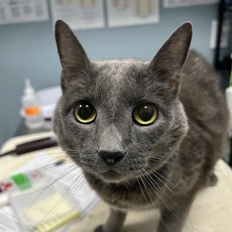A senior medium-sized male Domestic Short Hair cat named Smokey for adoption in New Castle, DE