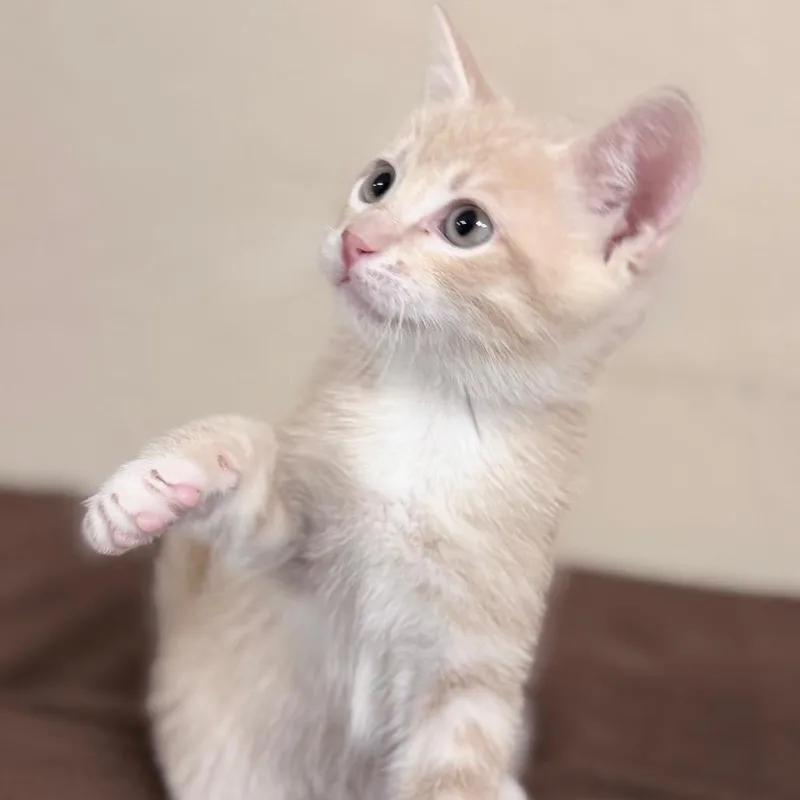 A baby small-sized male Domestic Short Hair cat named Moose for adoption in Medford, OR
