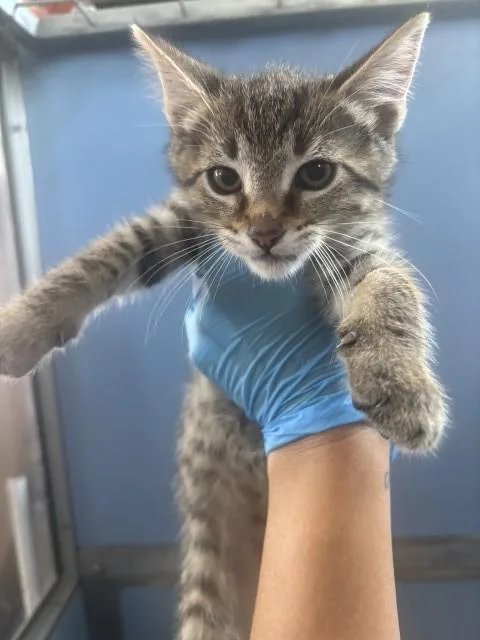 A baby small-sized male Domestic Medium Hair cat named Kory for adoption in San Bernardino, CA