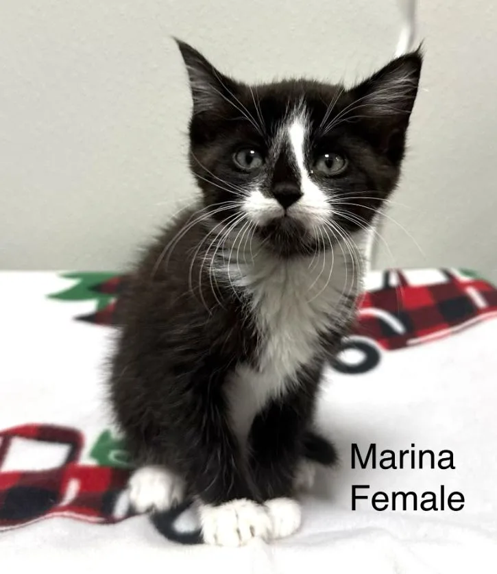 A baby medium-sized female Black & White / Tuxedo Domestic Short Hair cat named Marina for adoption in Hornell, NY