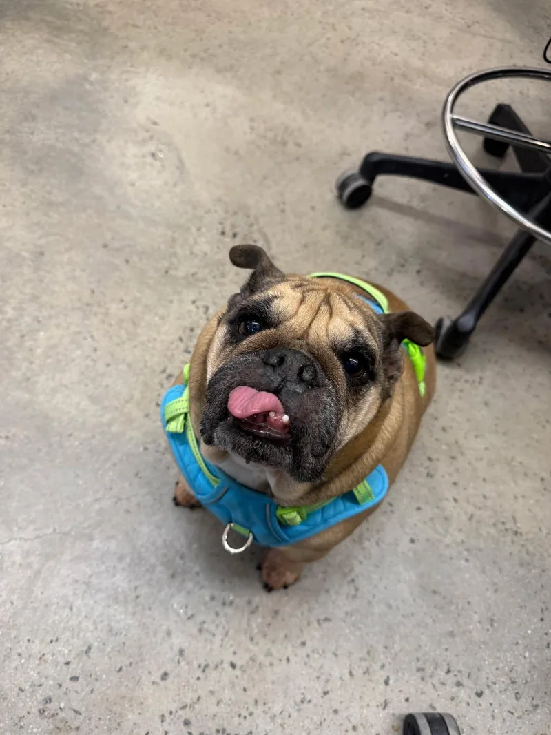 A senior medium-sized female Golden English Bulldog dog named Lucy for adoption in New Rochelle, NY