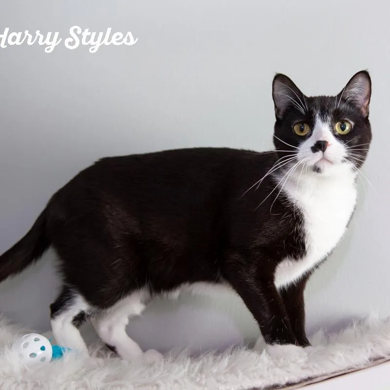 Harry Styles thumbnail 3