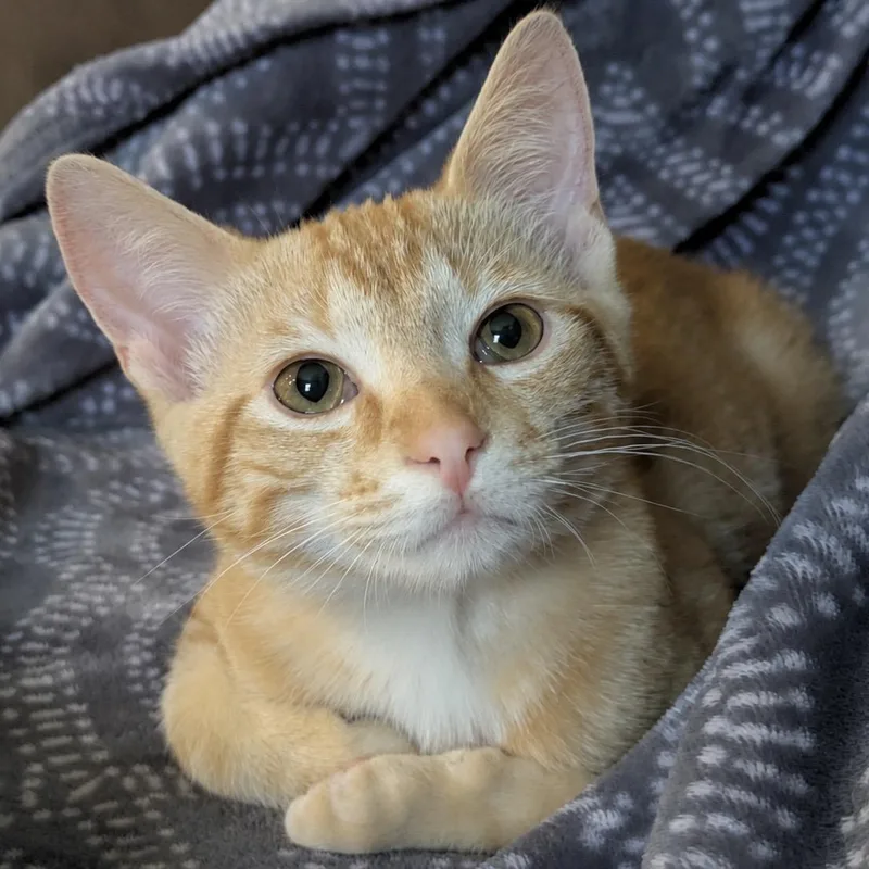 A baby medium-sized male Orange / Red Domestic Short Hair cat named Sheldon for adoption in Pontiac, MI